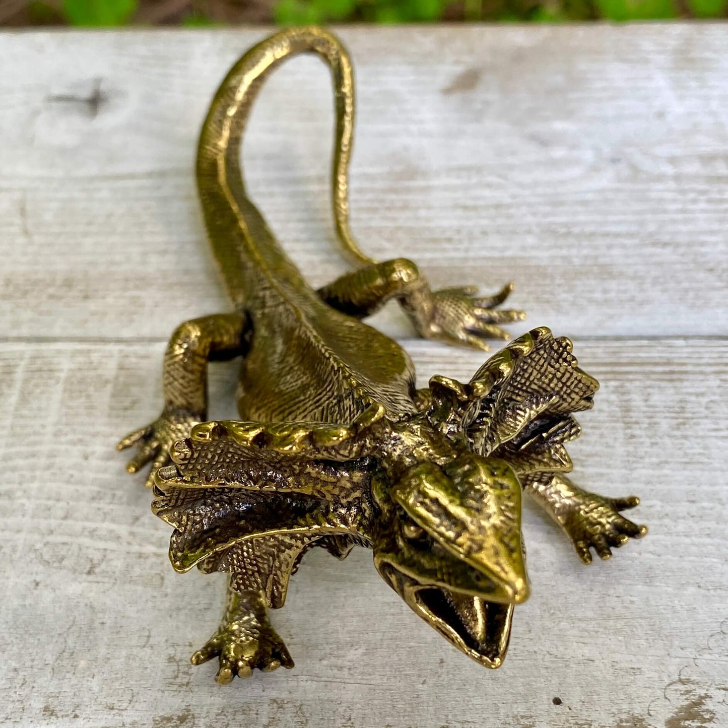 Veiled lizard