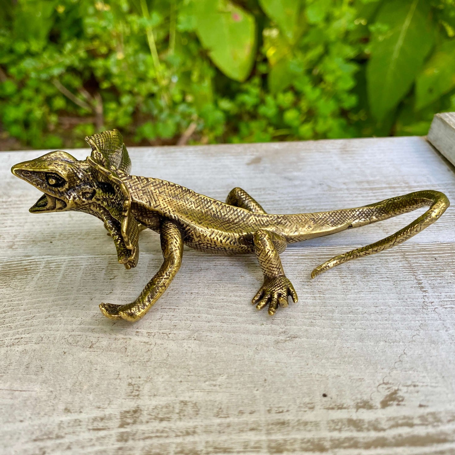 Veiled lizard