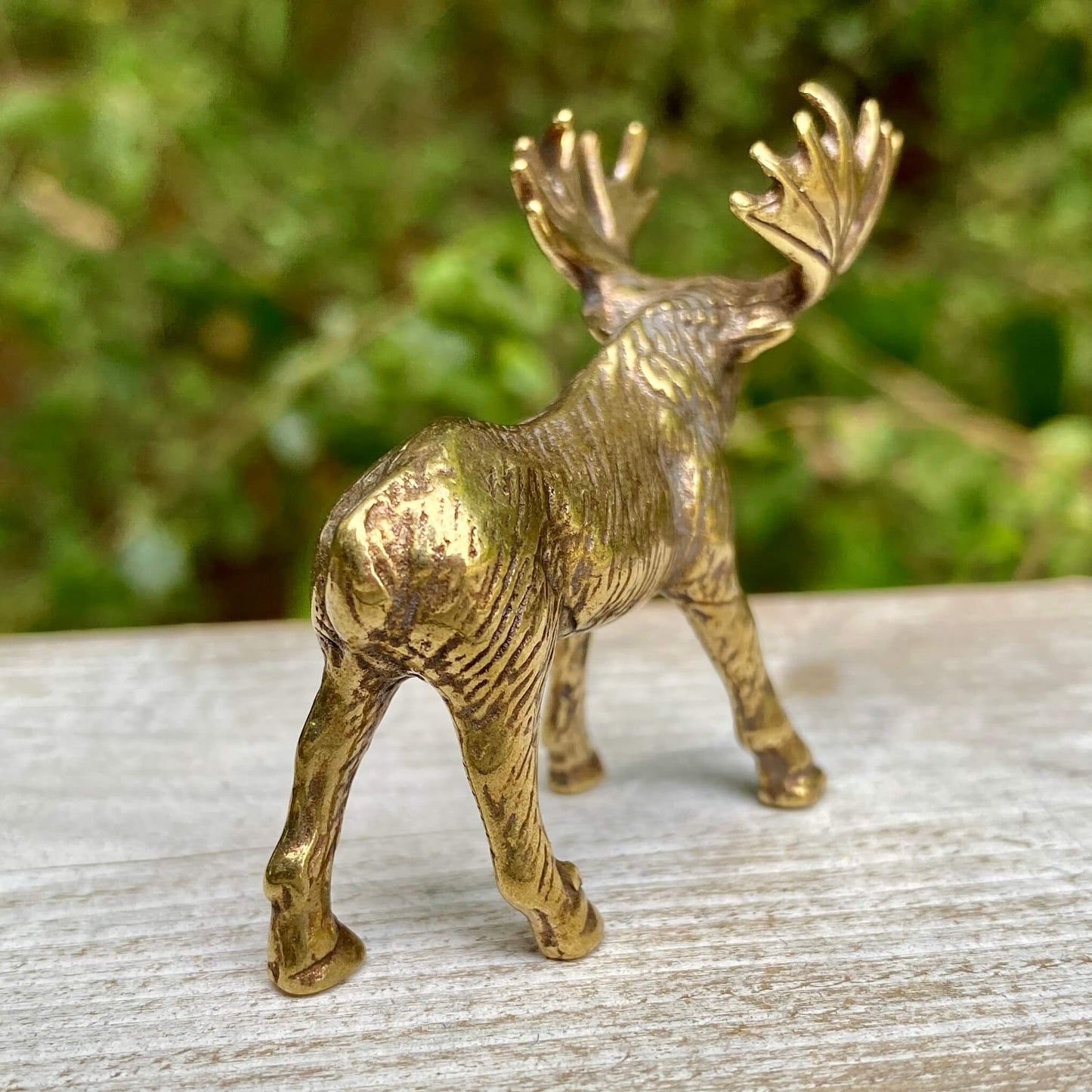 Moose