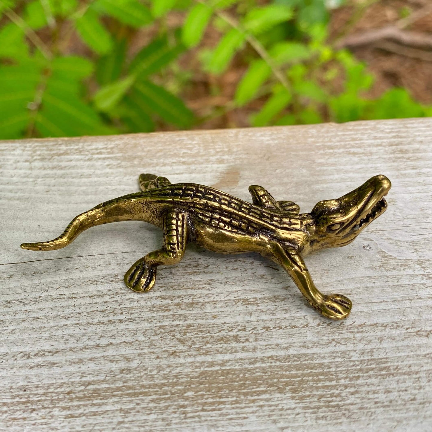Alligator
