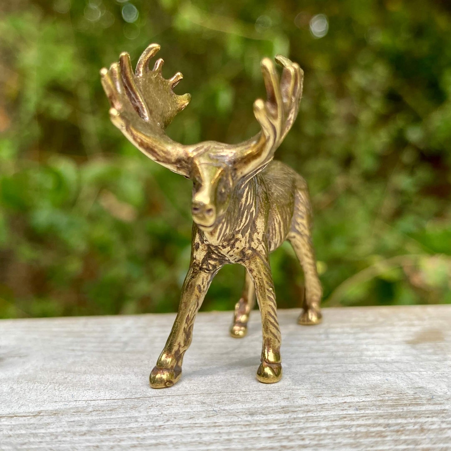 Moose