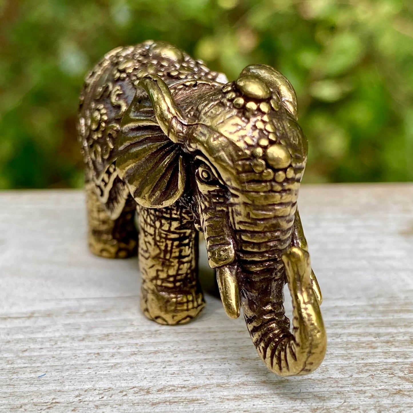 Indian Elephant