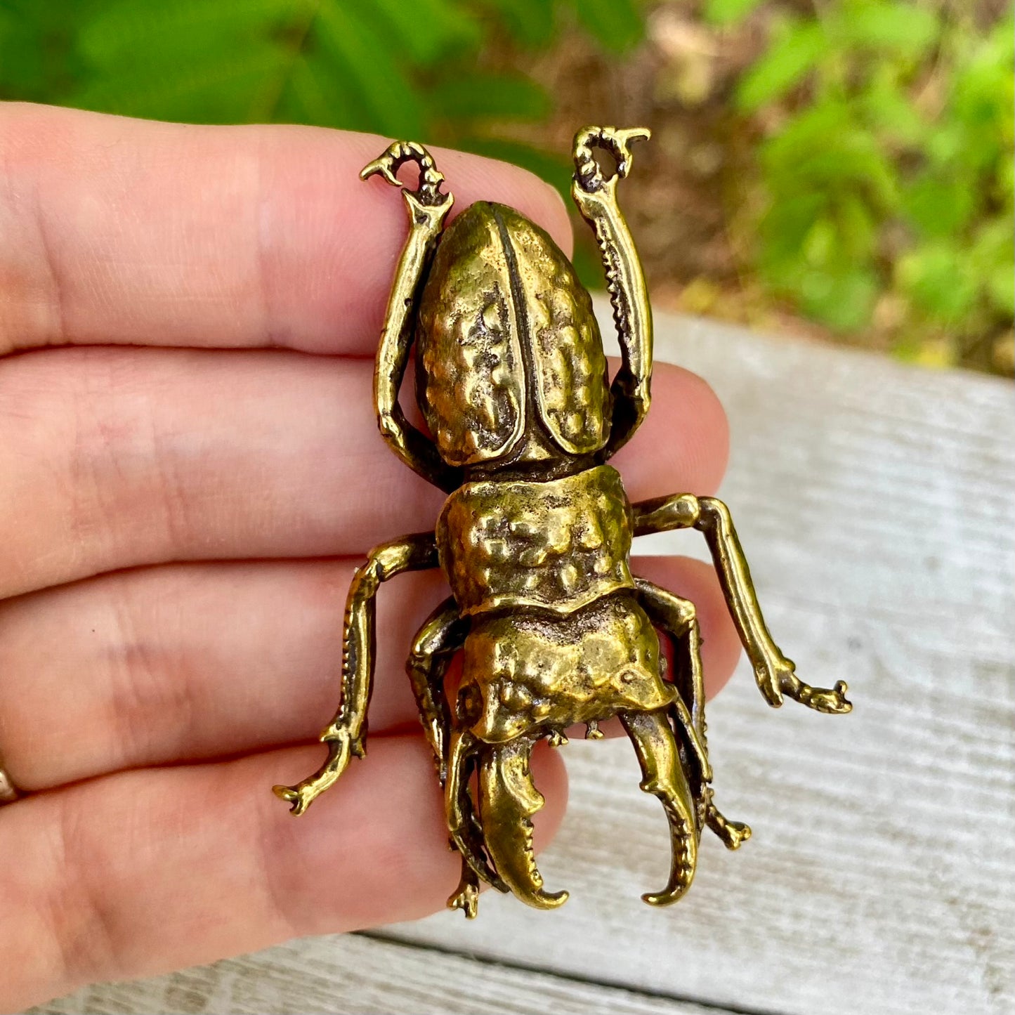 Stag Beetle