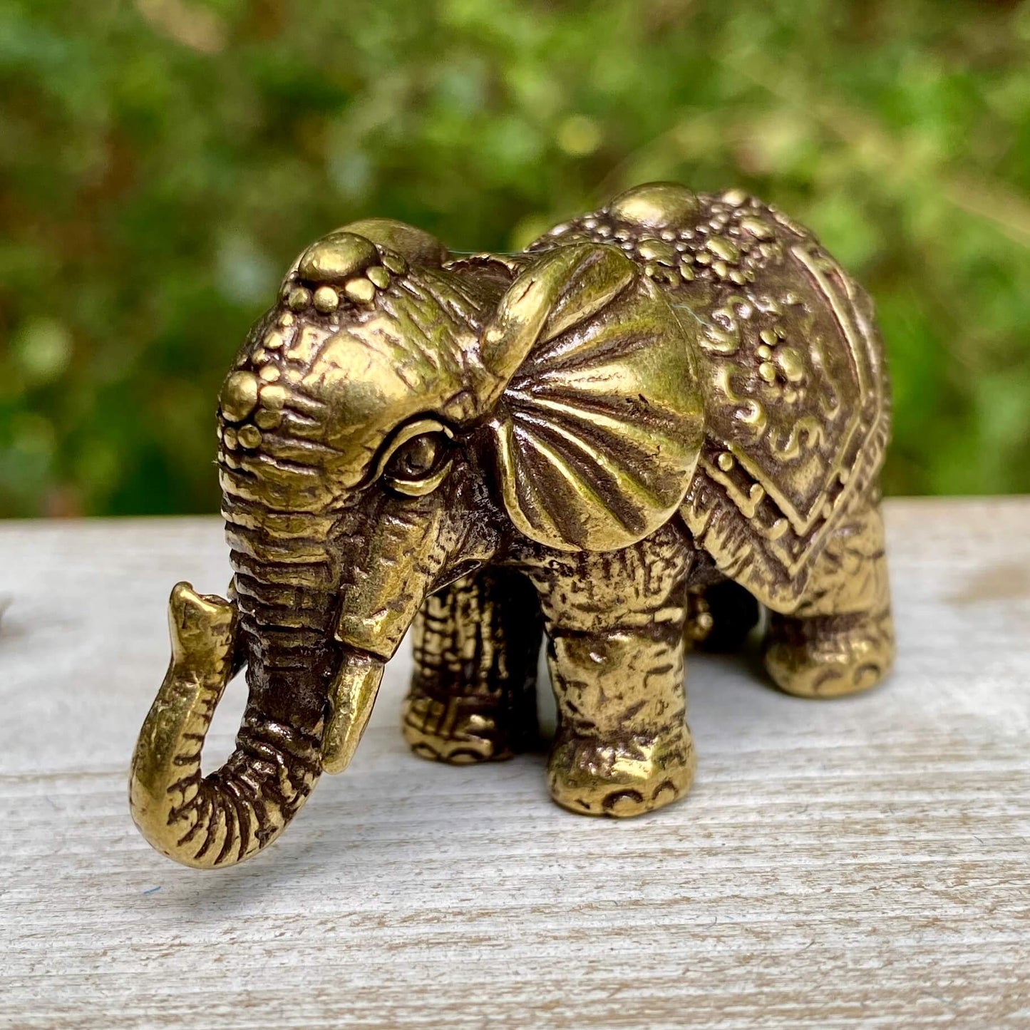 Indian Elephant