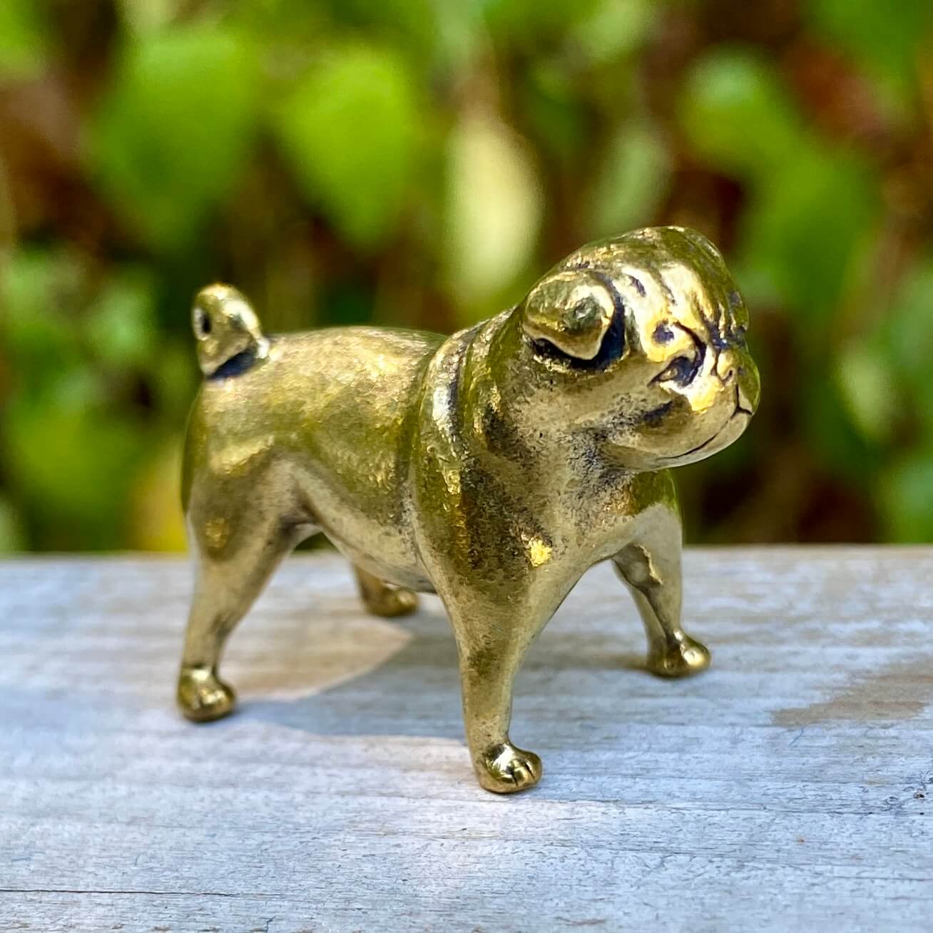 Pug