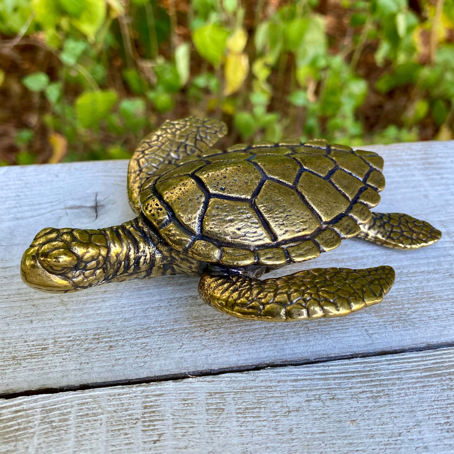 Large Sea turtle