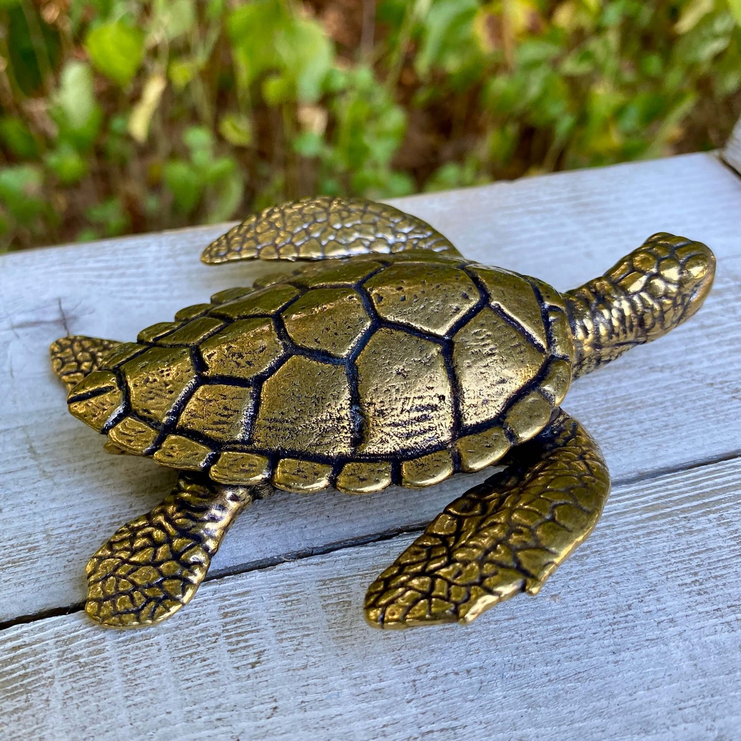 Large Sea turtle