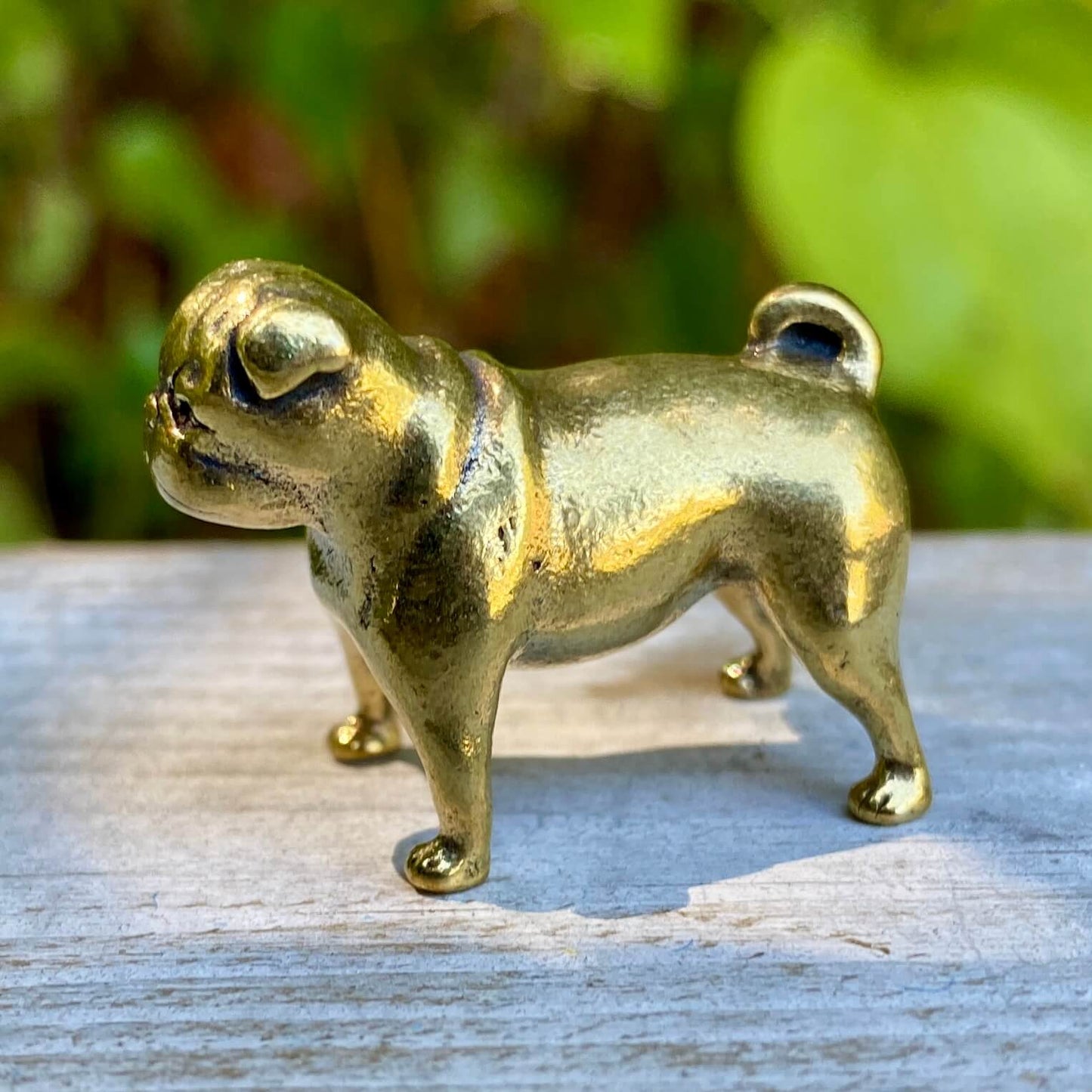 Pug
