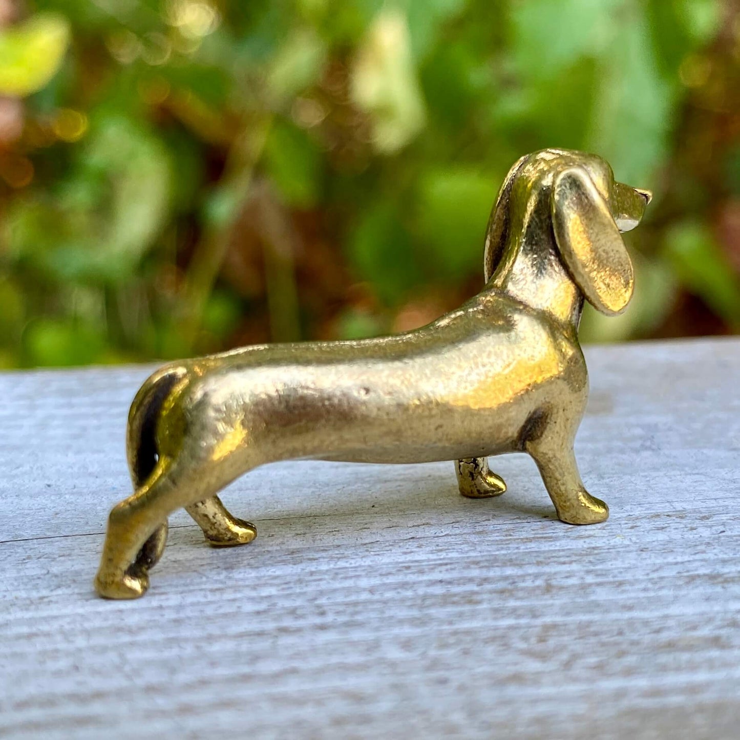 Dachshund Dog