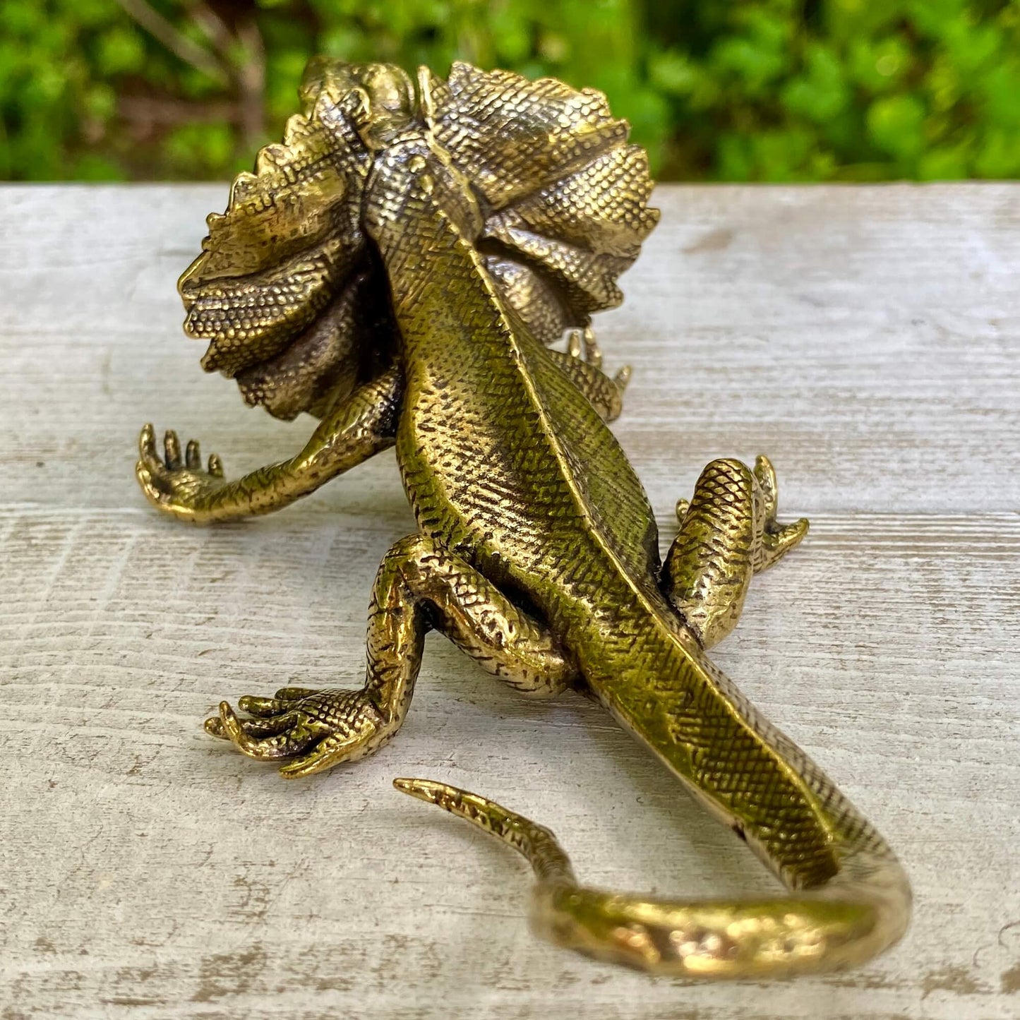 Veiled lizard