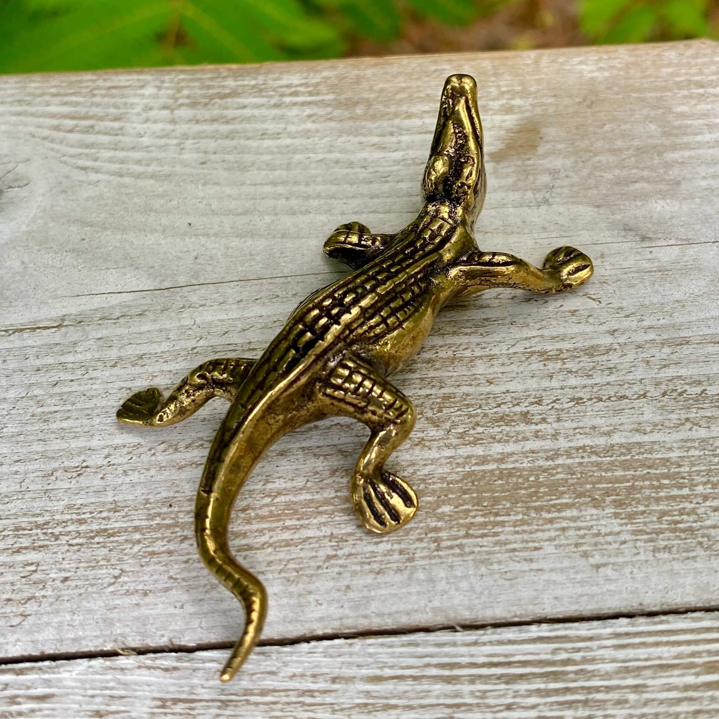 Alligator