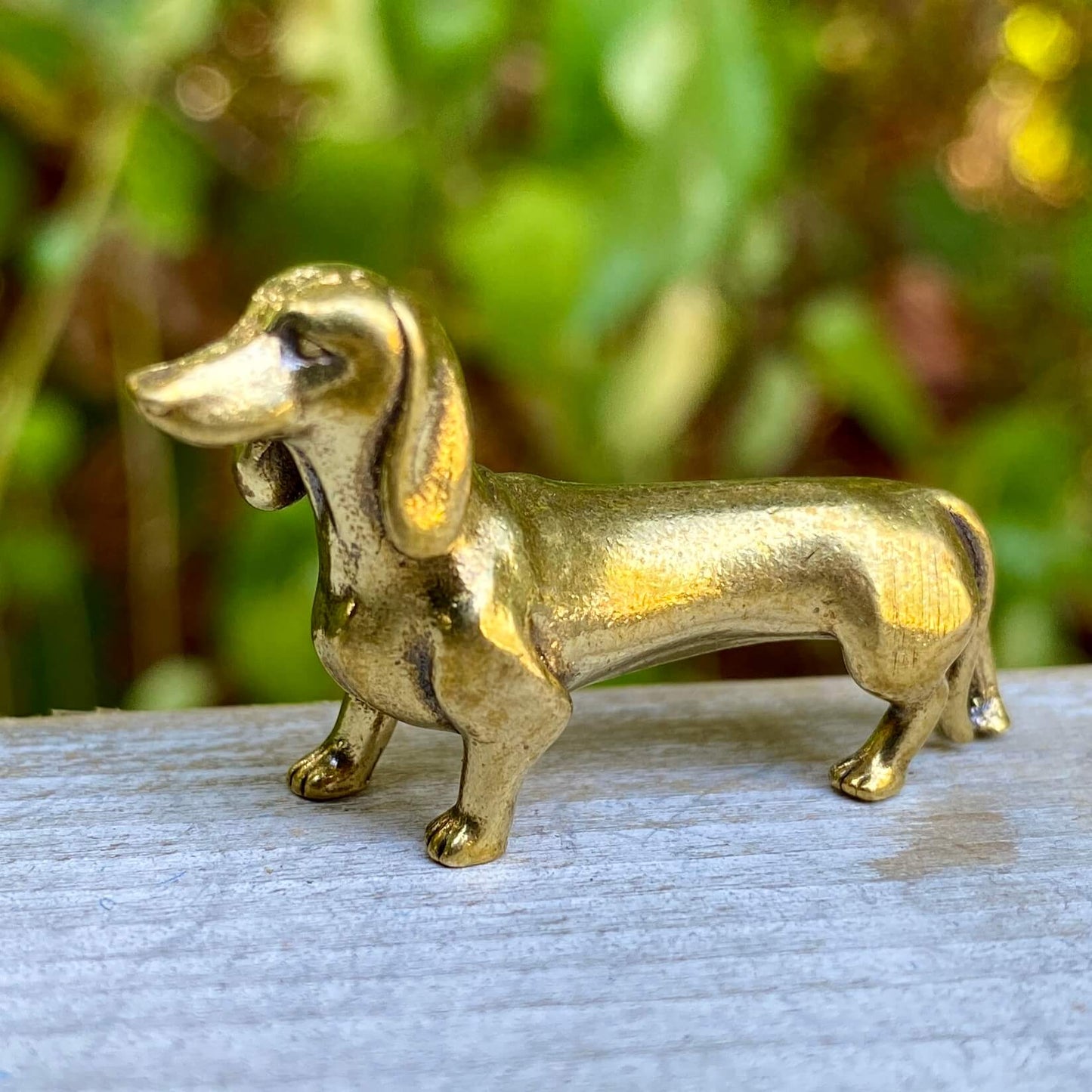 Dachshund Dog