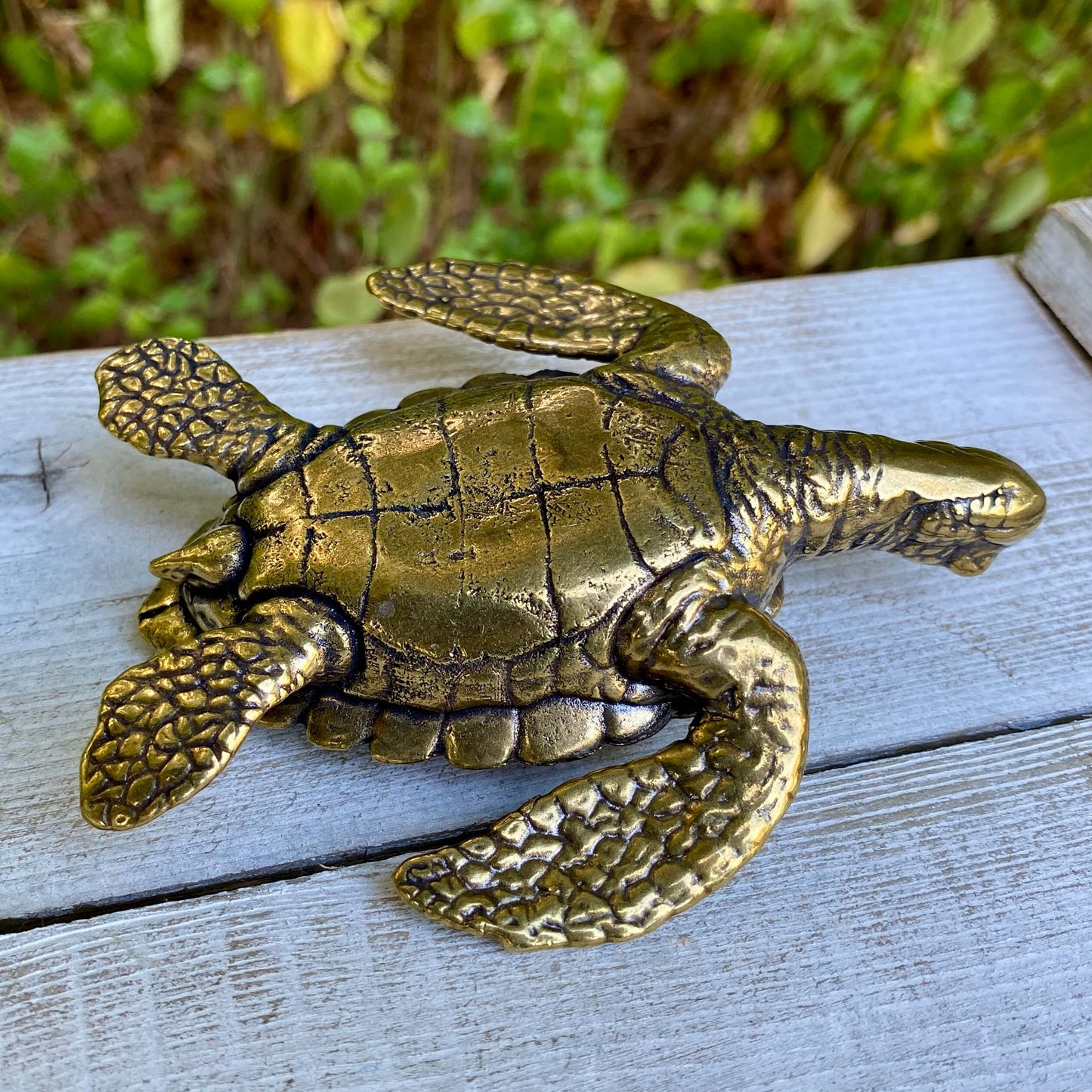 Large Sea turtle