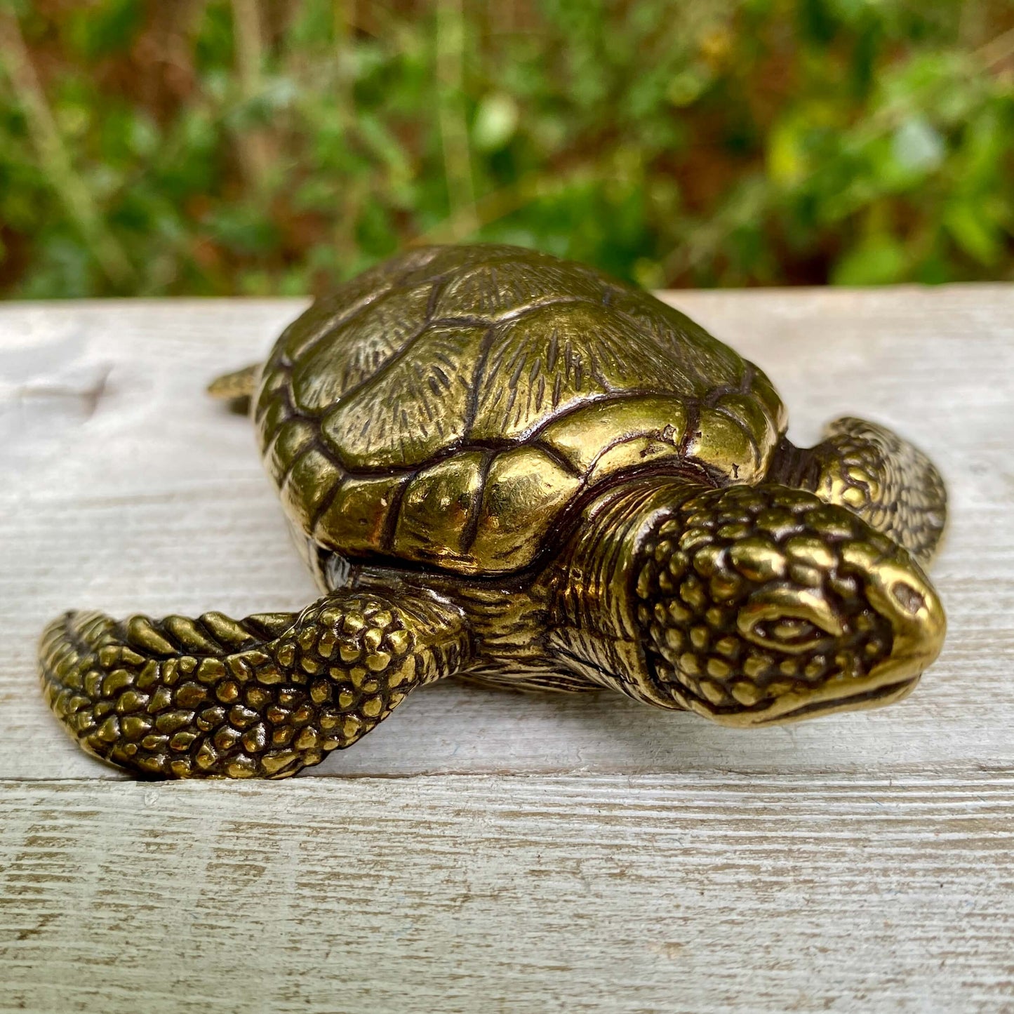 Sea Turtle