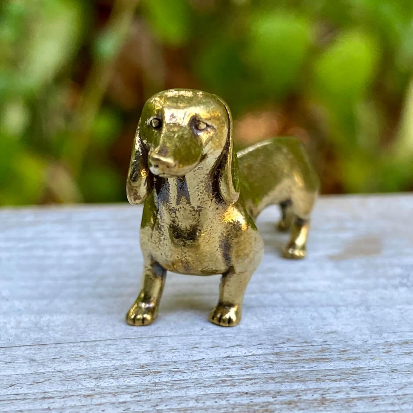 Dachshund Dog