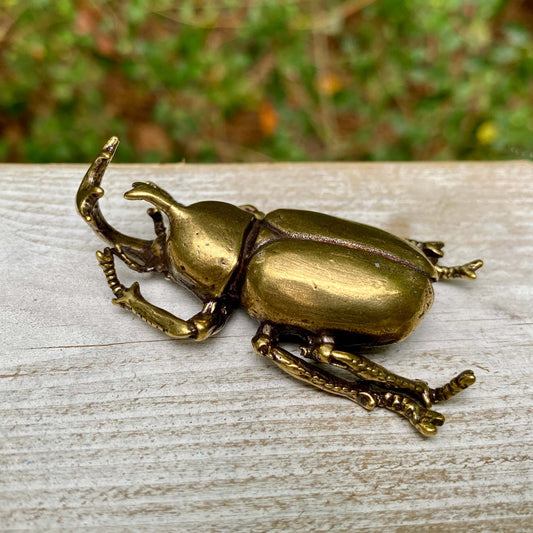 Rhinoceros Beetle