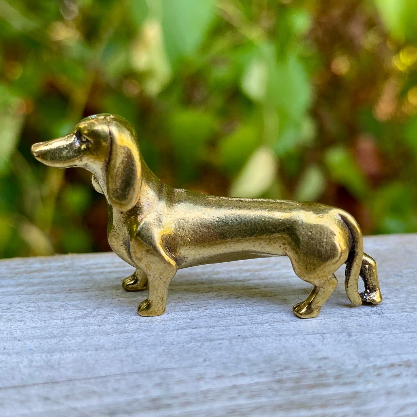 Dachshund Dog