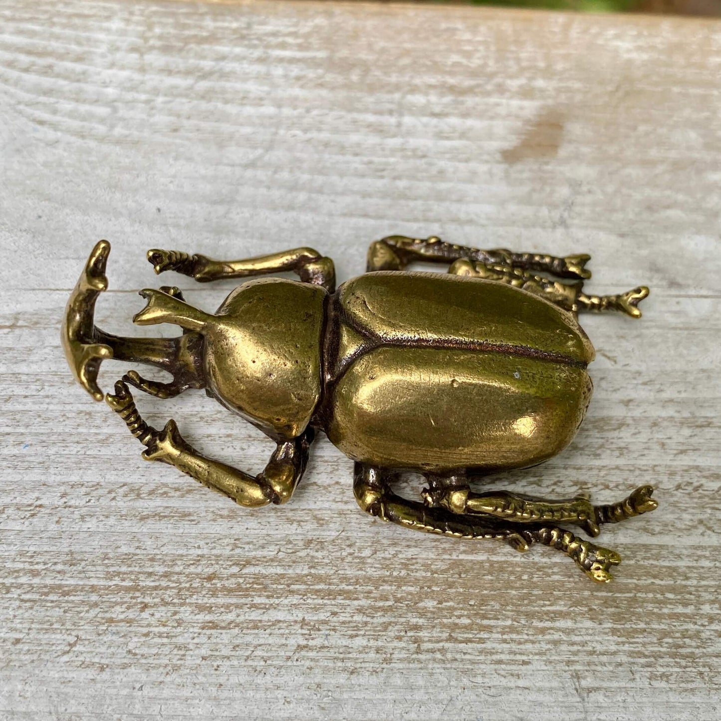 Rhinoceros Beetle