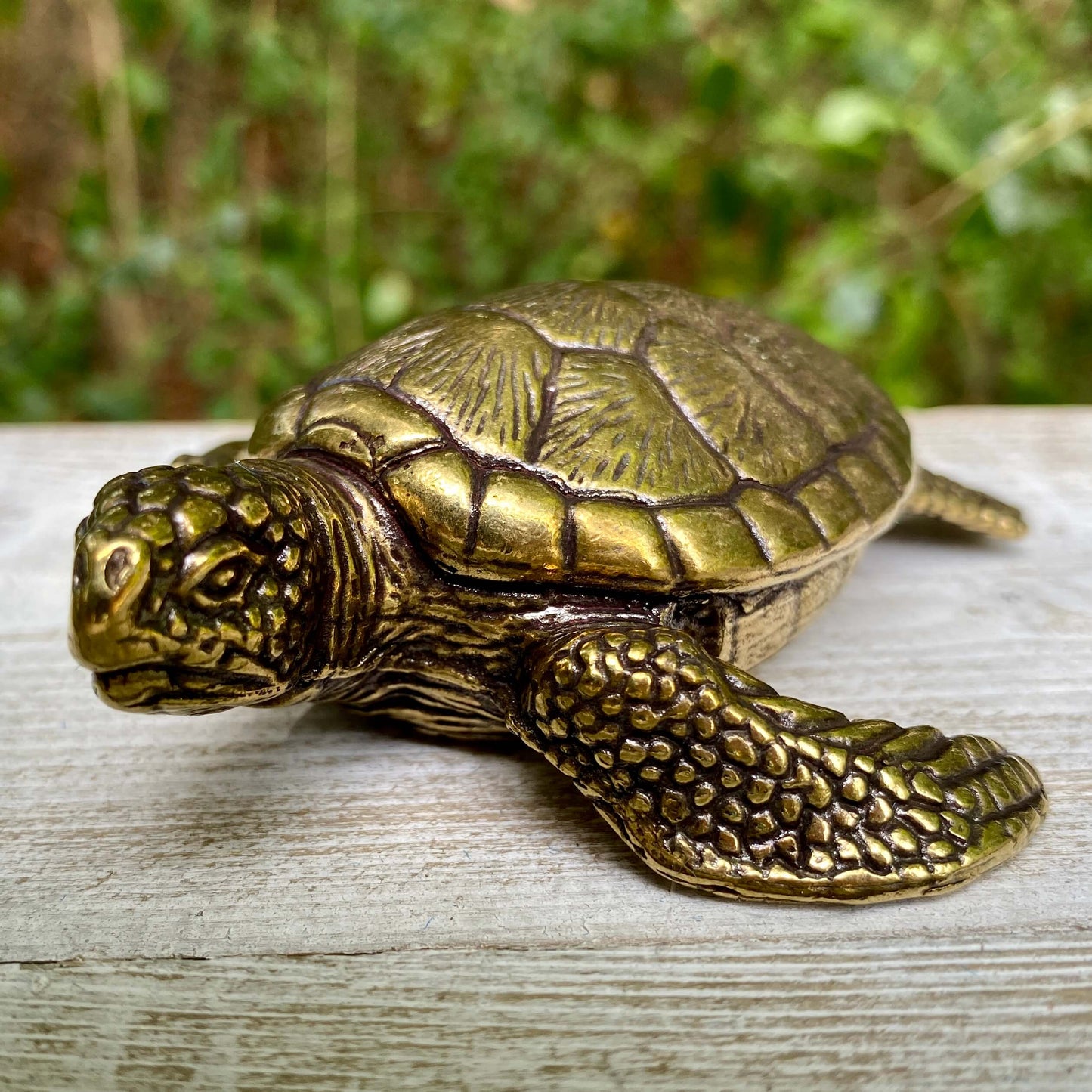 Sea Turtle