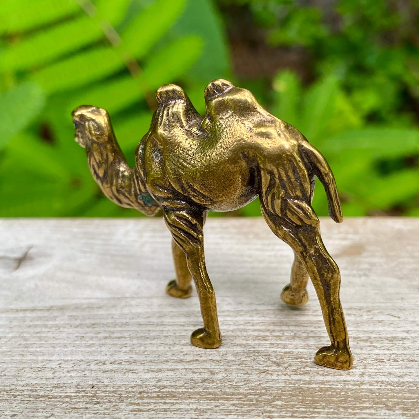 Camel