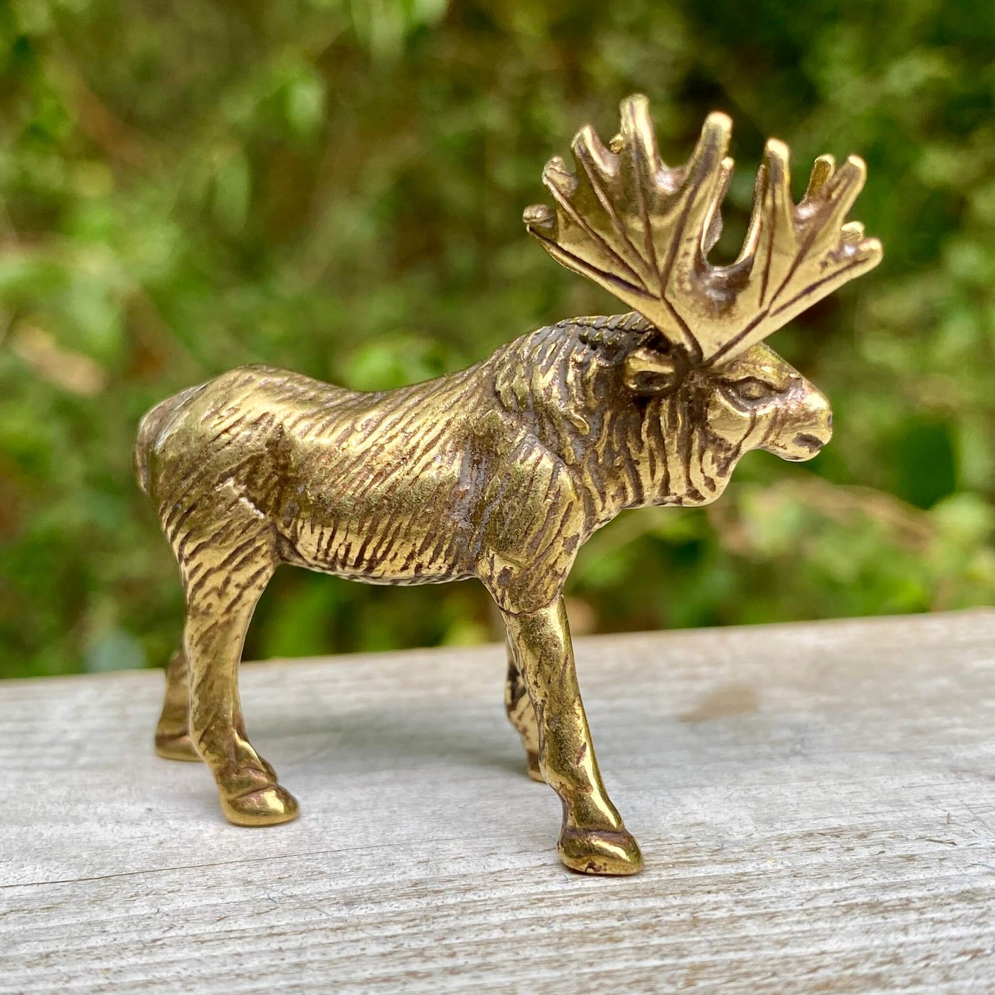 Moose