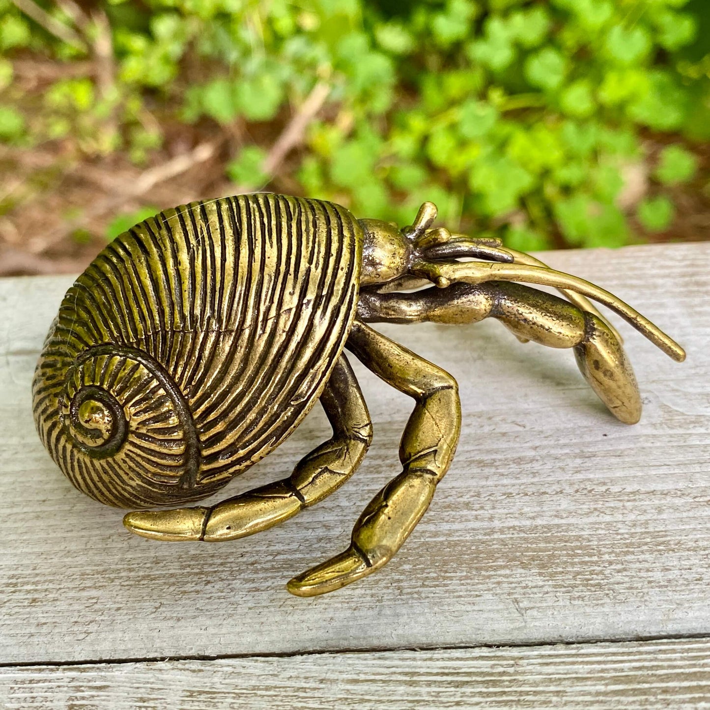 Hermit Crab