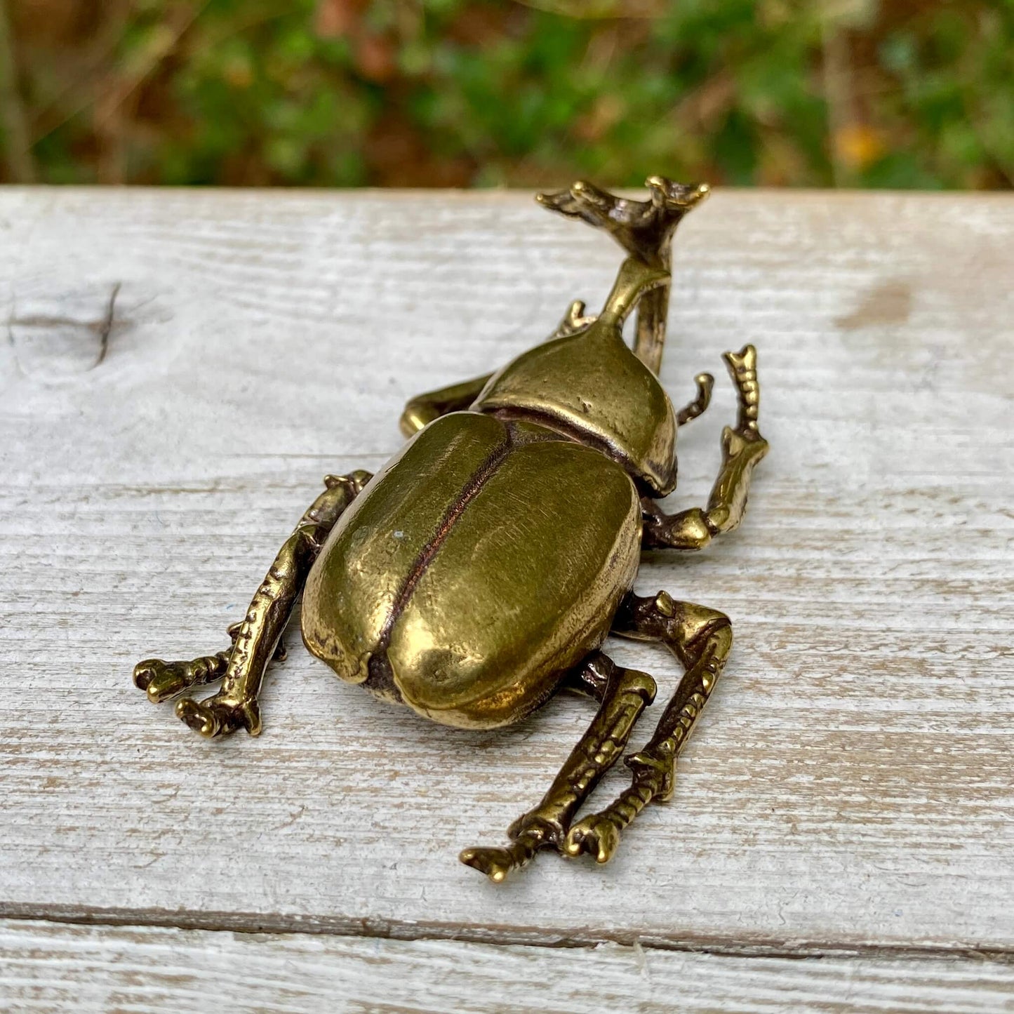 Rhinoceros Beetle