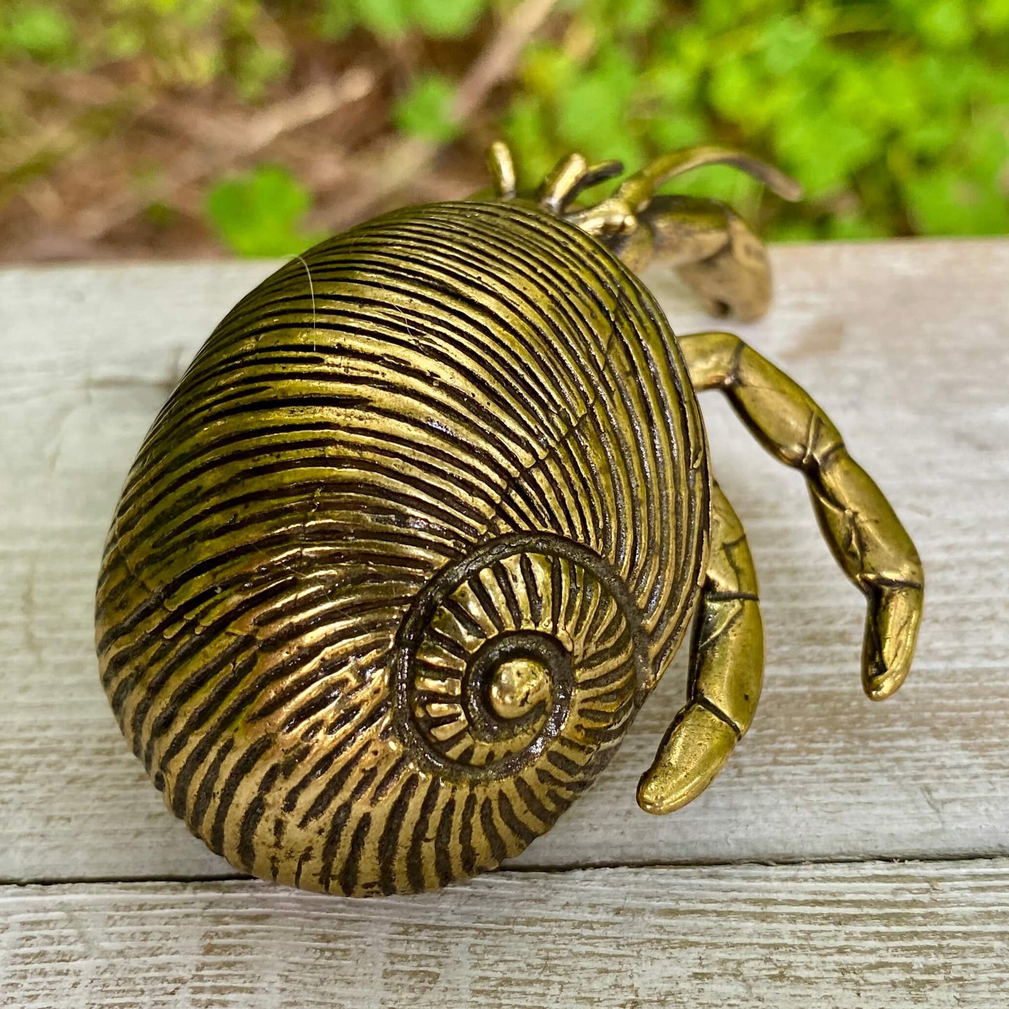 Hermit Crab