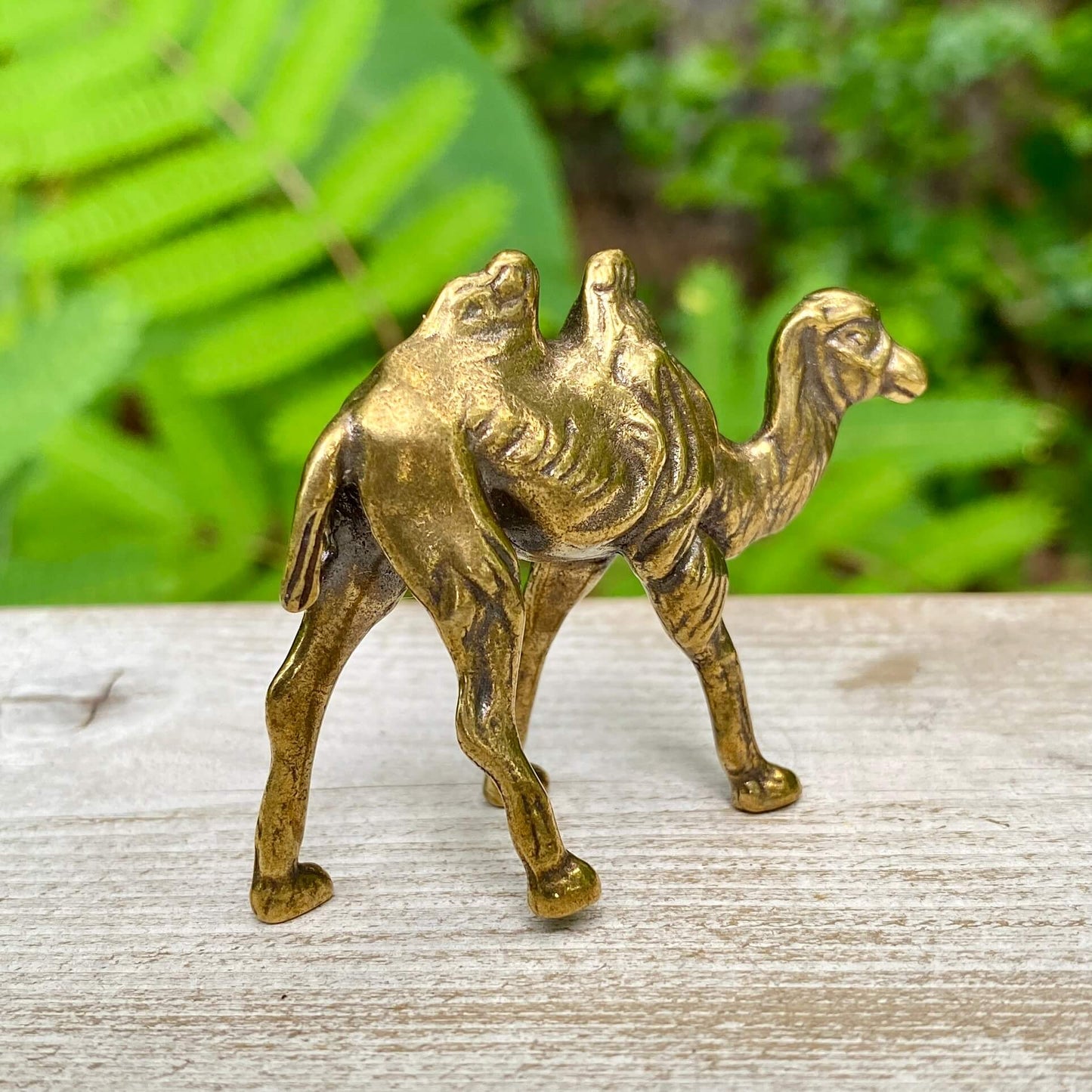 Camel