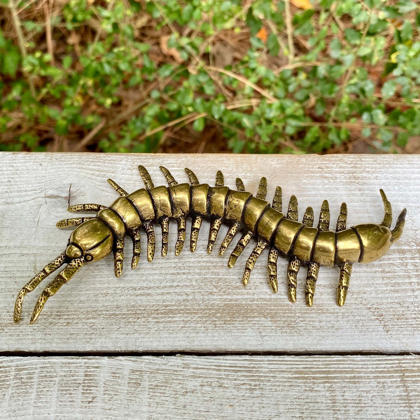 Centipede