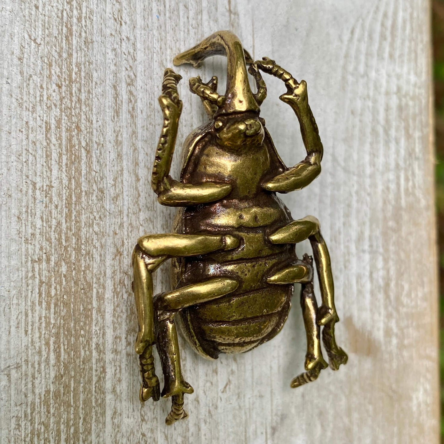 Rhinoceros Beetle
