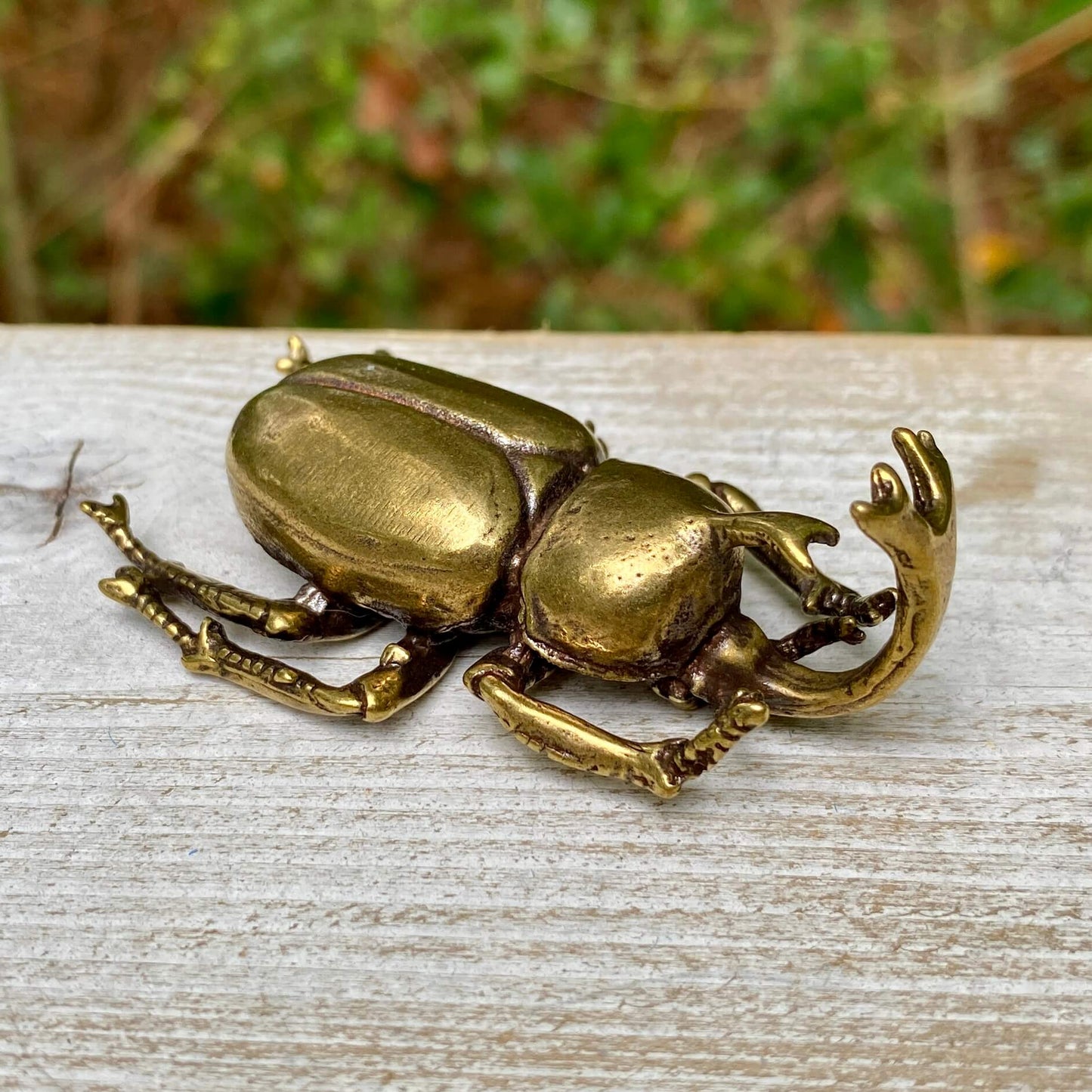 Rhinoceros Beetle