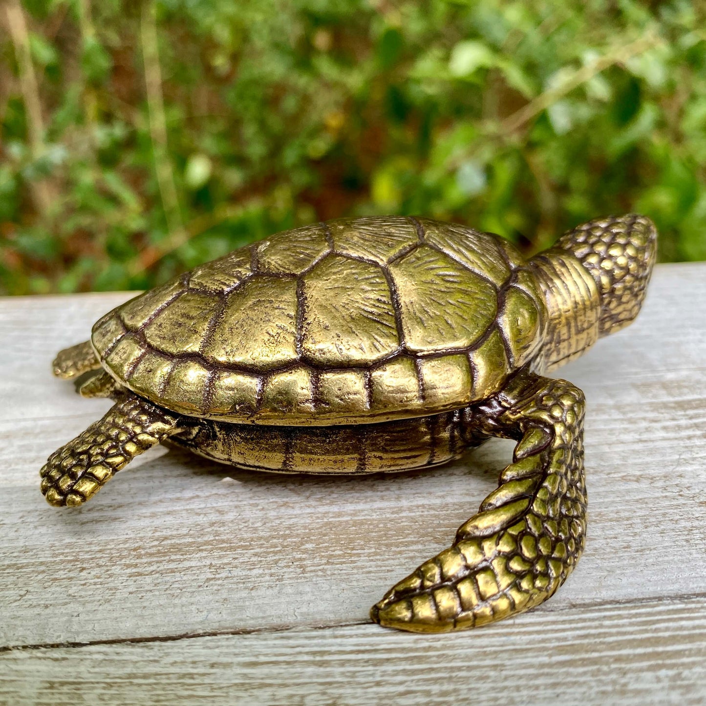 Sea Turtle
