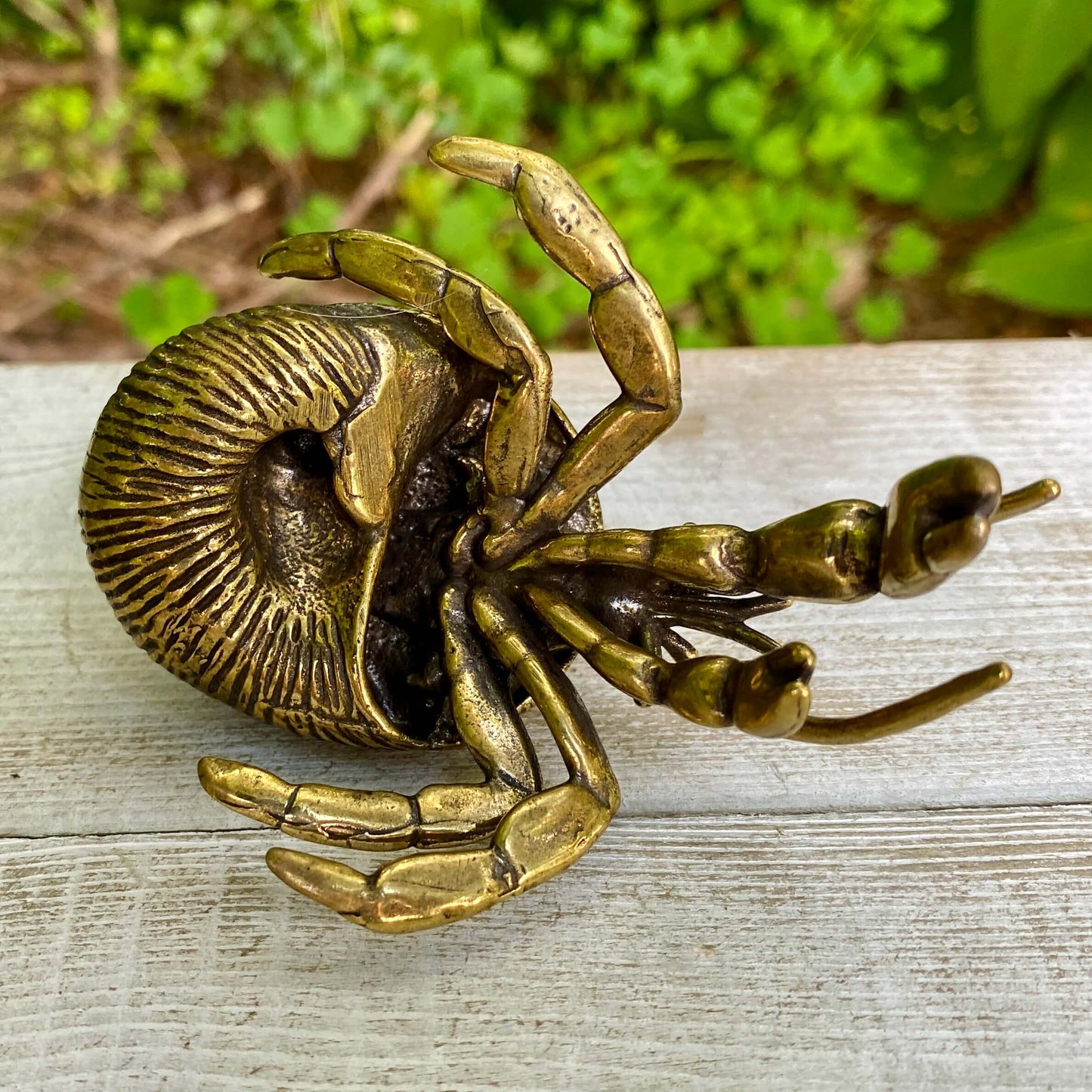 Hermit Crab