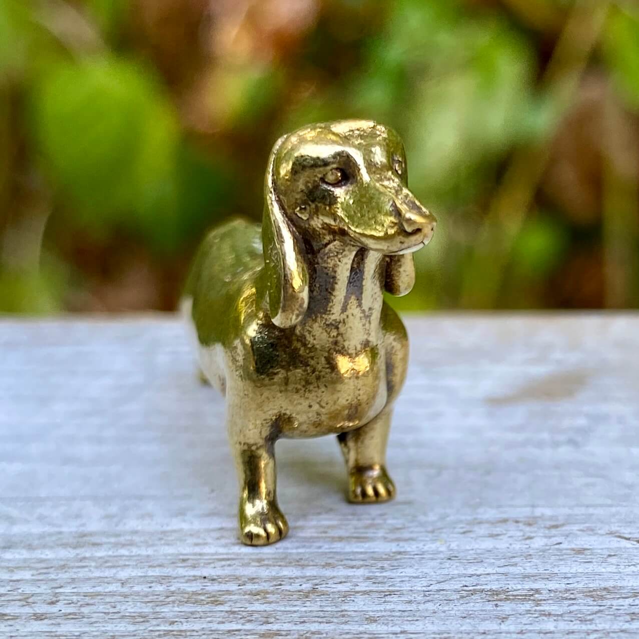 Dachshund Dog